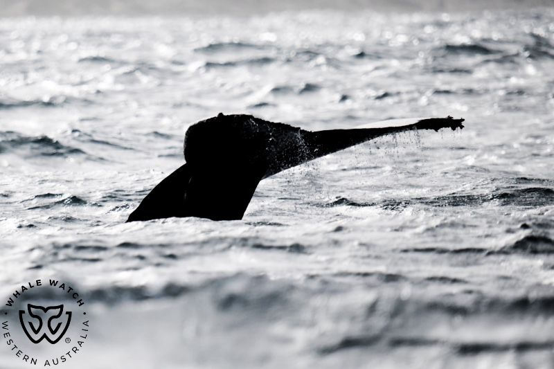 Whale Watch Western Australia