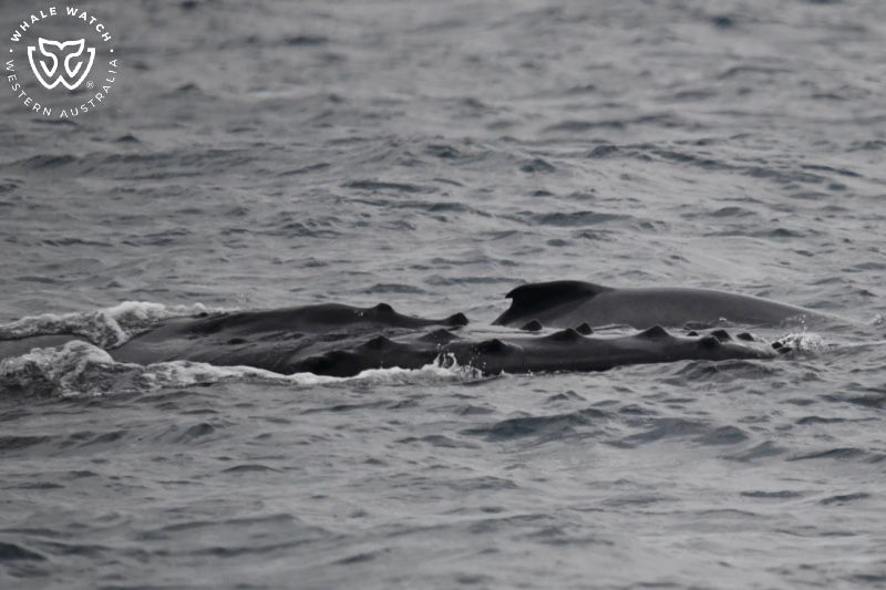 Whale Watch Western Australia