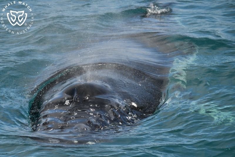 Whale Watch Western Australia