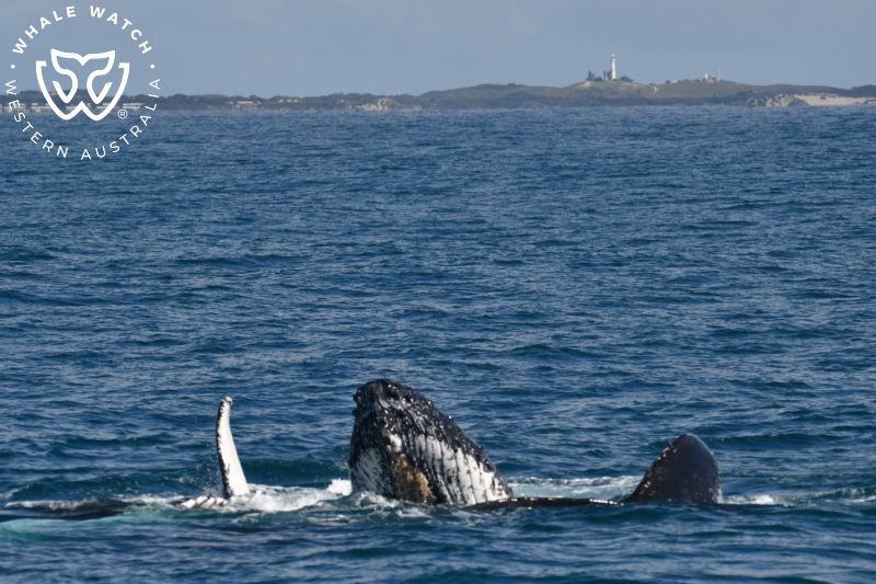 Whale Watch Western Australia