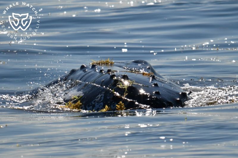 Whale Watch Western Australia