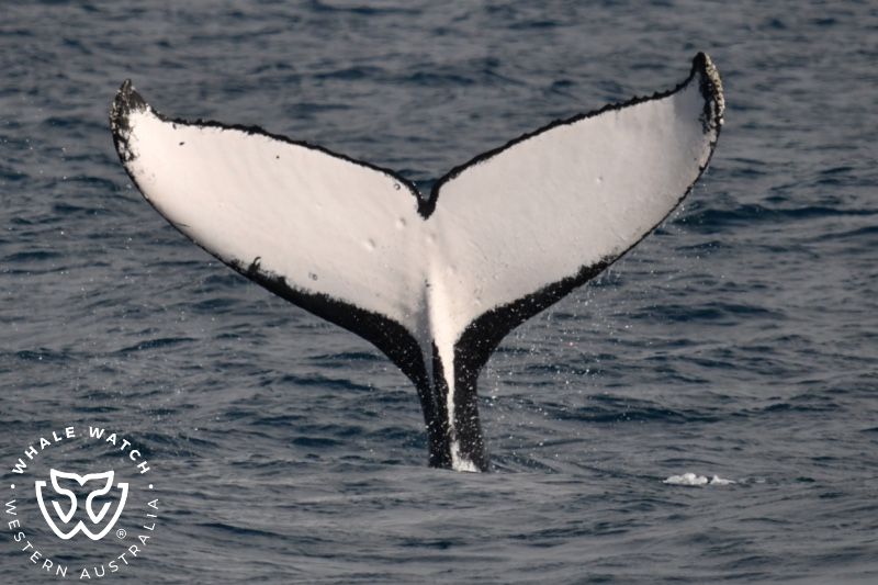 Whale Watch Western Australia