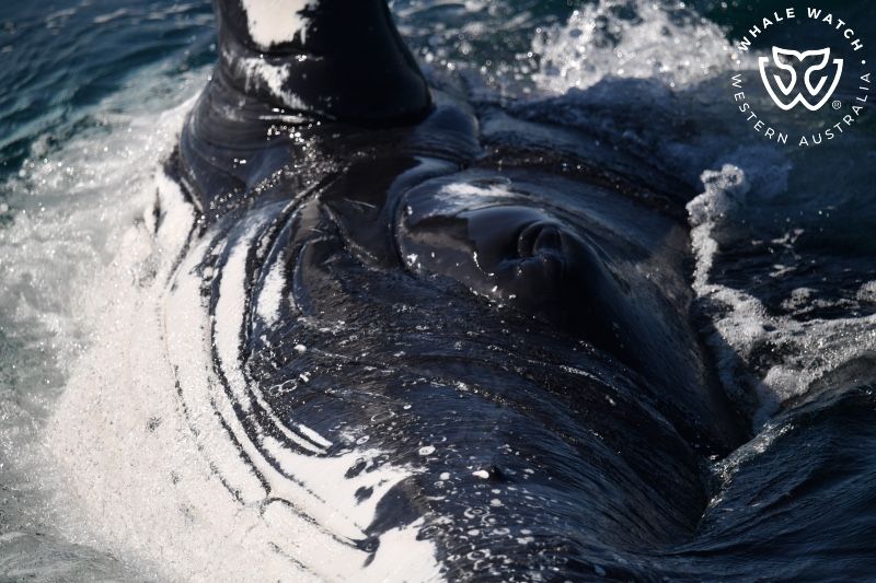 Whale Watch Western Australia