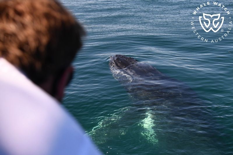 Whale Watch Western Australia