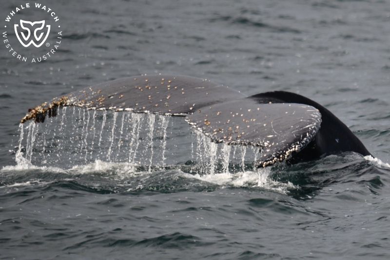Whale Watch Western Australia