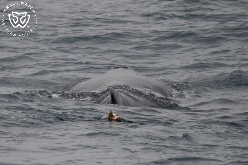 Whale Watch Western Australia