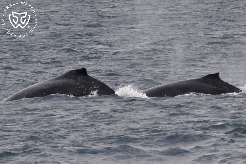 Whale Watch Western Australia
