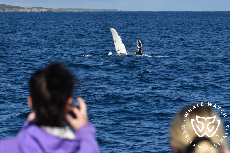 Whale Watch Western Australia