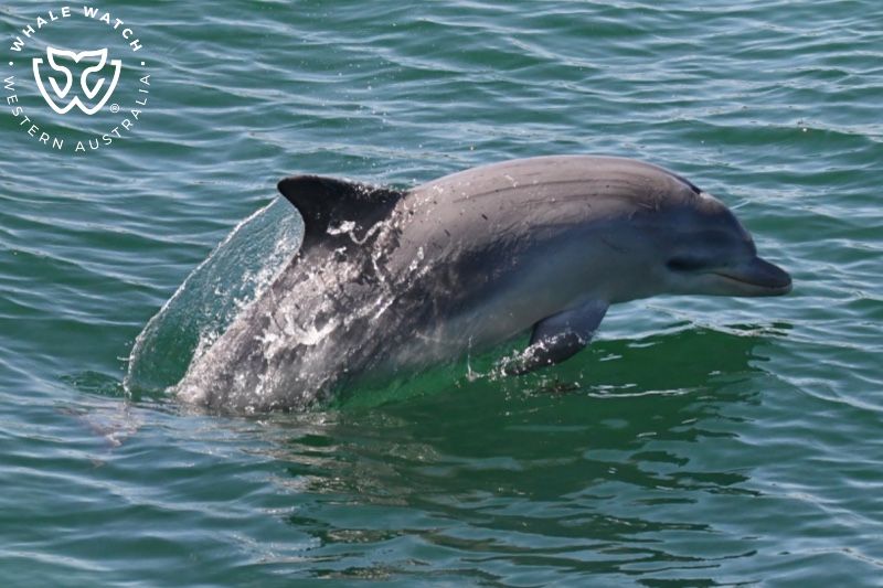 Whale Watch Western Australia
