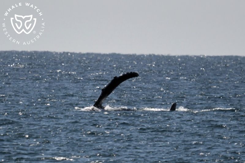 Whale Watch Western Australia