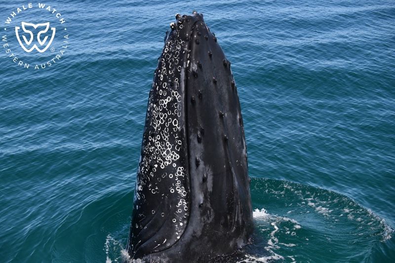 Whale Watch Western Australia