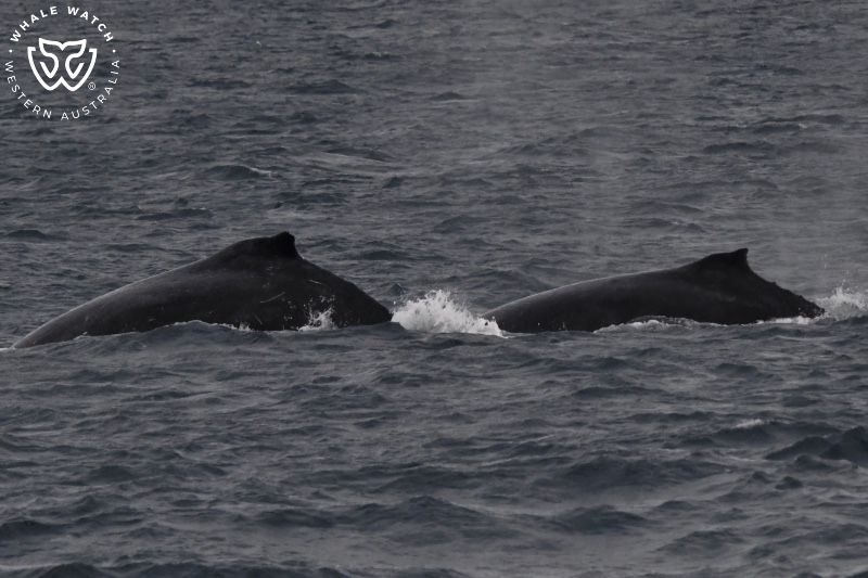Whale Watch Western Australia