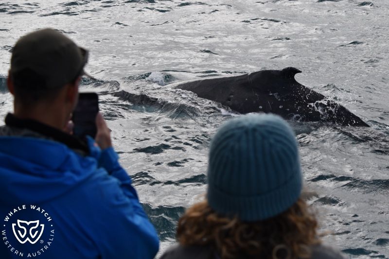 Whale Watch Western Australia
