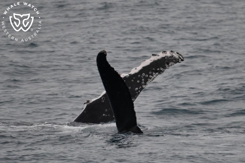Whale Watch Western Australia