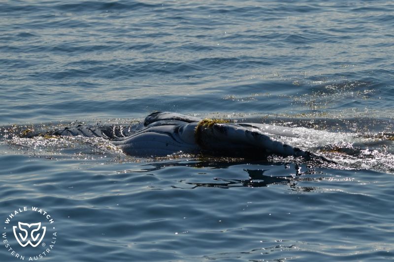 Whale Watch Western Australia