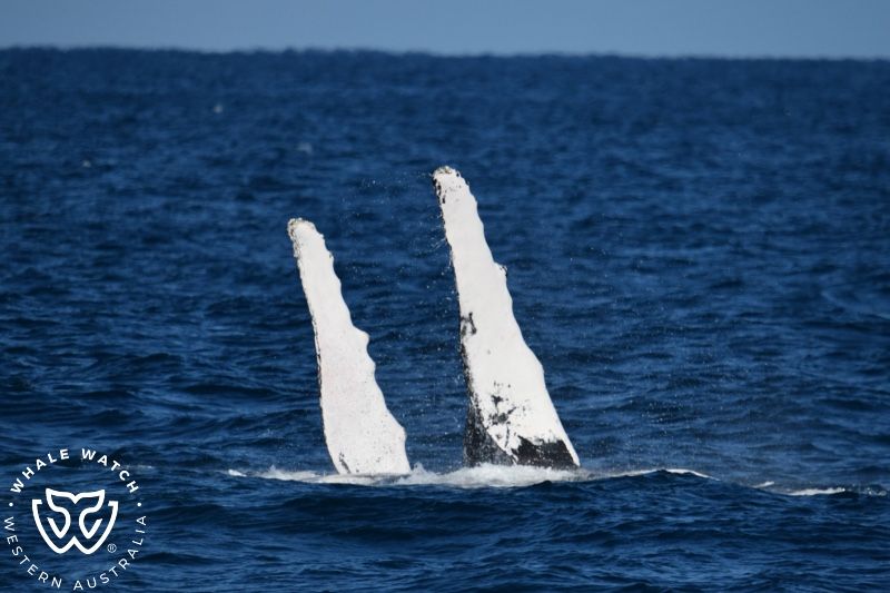 Whale Watch Western Australia