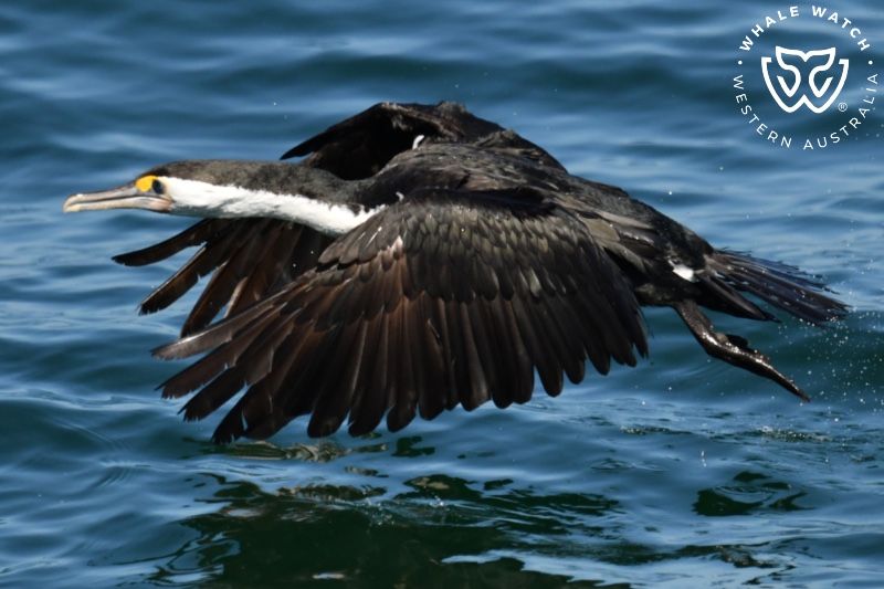 Whale Watch Western Australia