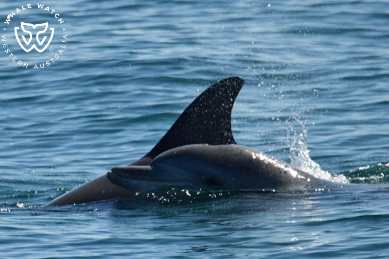 Whale Watch Western Australia