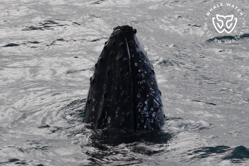Whale Watch Western Australia