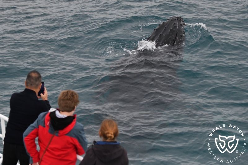 Whale Watch Western Australia