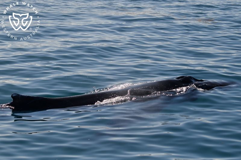 Whale Watch Western Australia