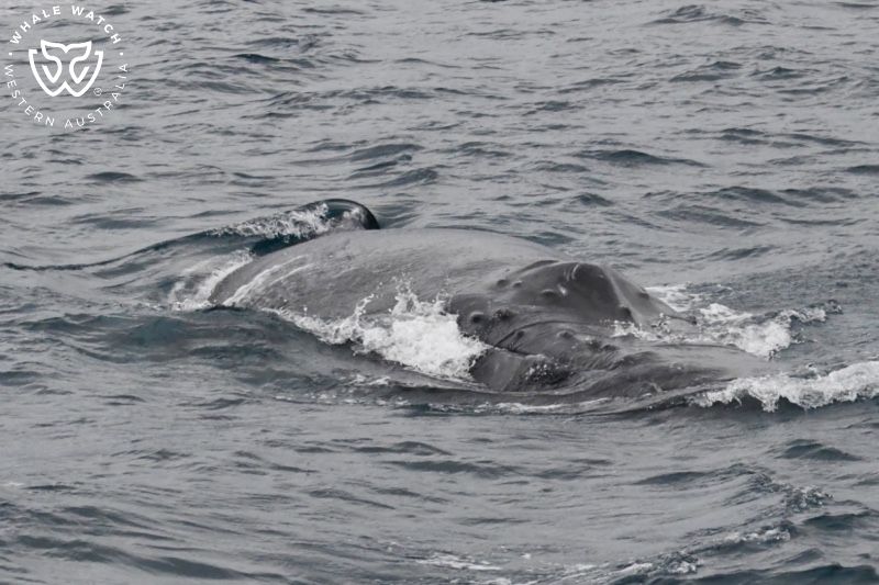 Whale Watch Western Australia