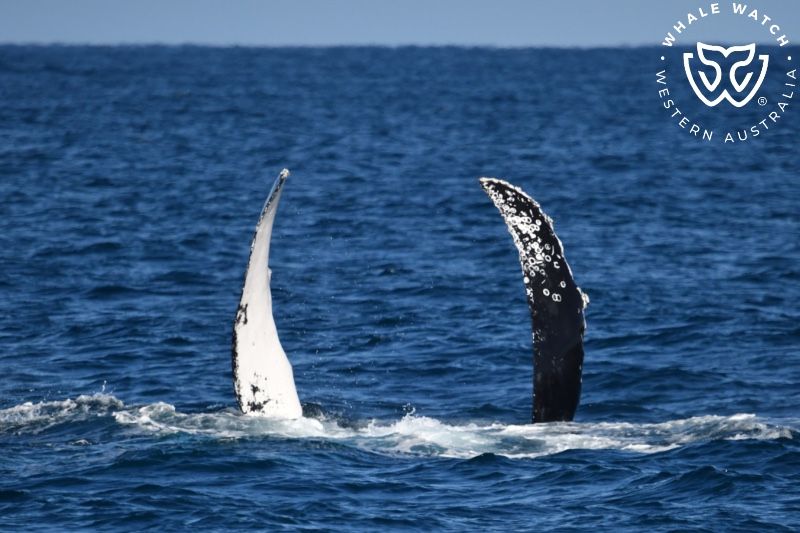 Whale Watch Western Australia