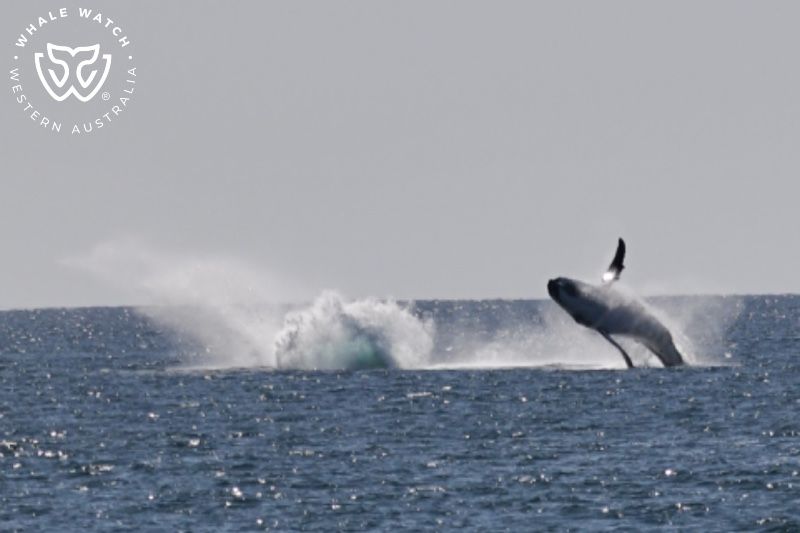Whale Watch Western Australia