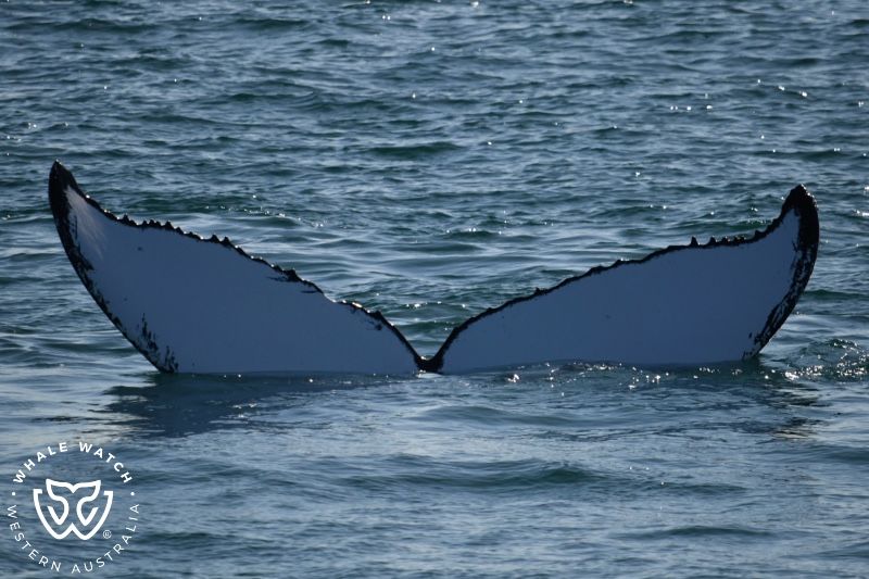 Whale Watch Western Australia