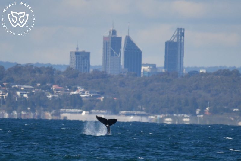 Whale Watch Western Australia