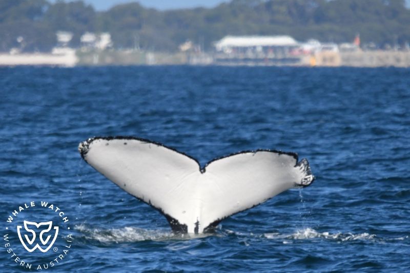 Whale Watch Western Australia