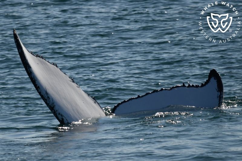 Whale Watch Western Australia