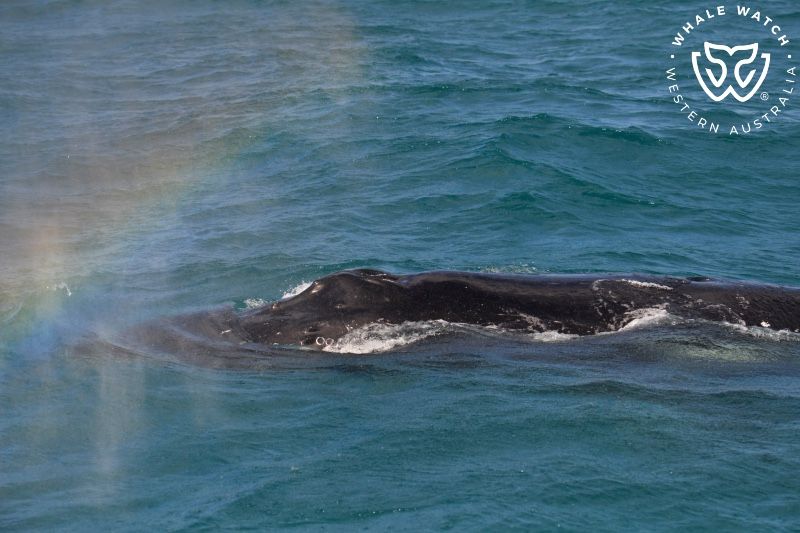 Whale Watch Western Australia