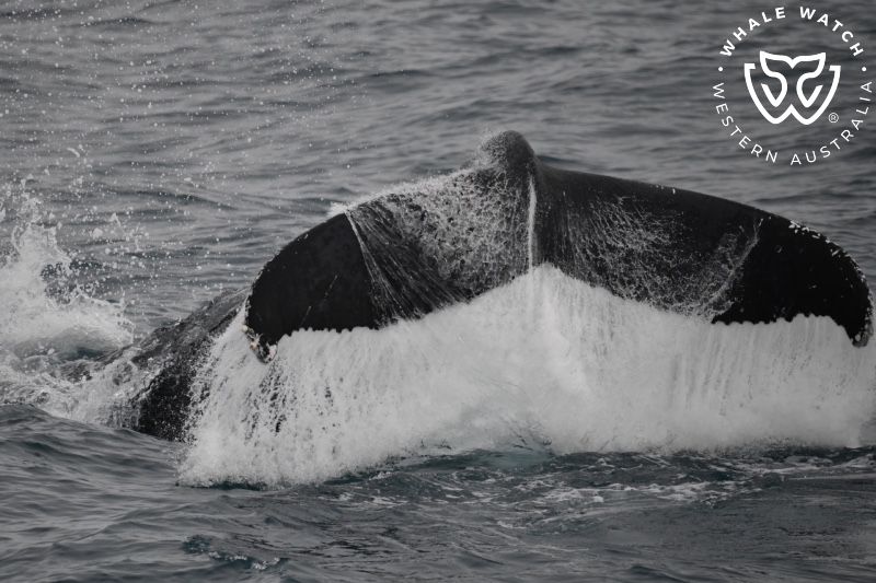 Whale Watch Western Australia