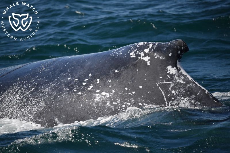 Whale Watch Western Australia