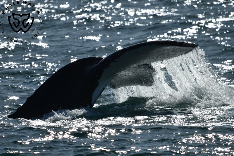 Whale Watch Western Australia