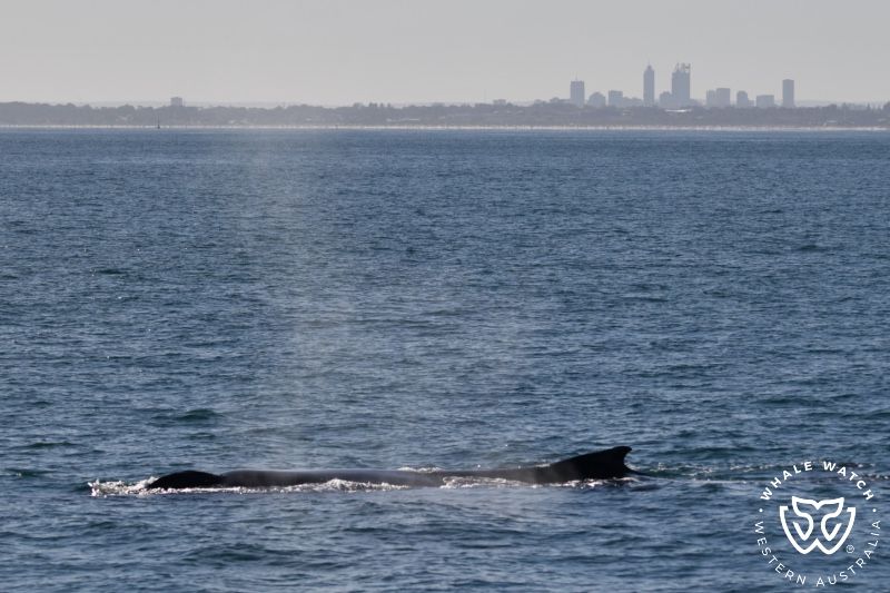 Whale Watch Western Australia