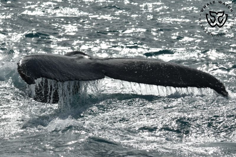 Whale Watch Western Australia