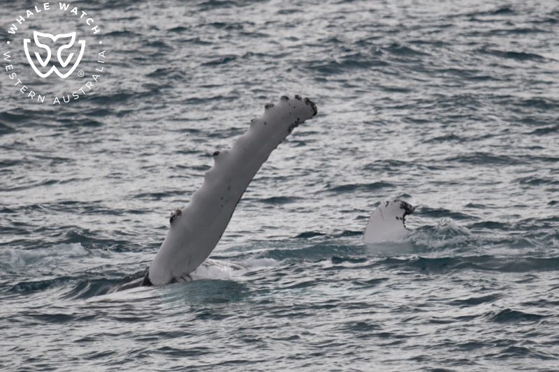 Whale Watch Western Australia