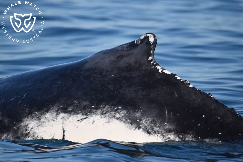 Whale Watch Western Australia