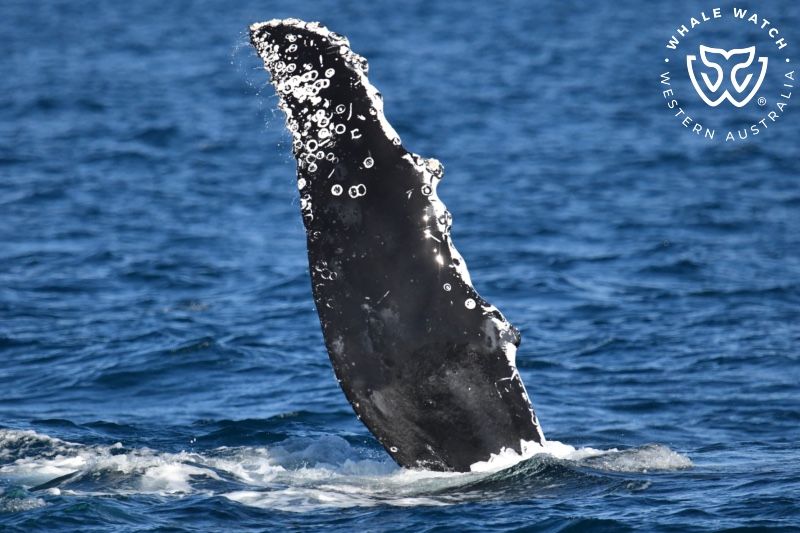 Whale Watch Western Australia