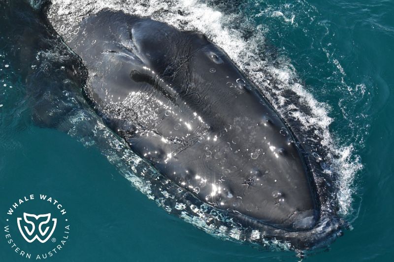 Whale Watch Western Australia