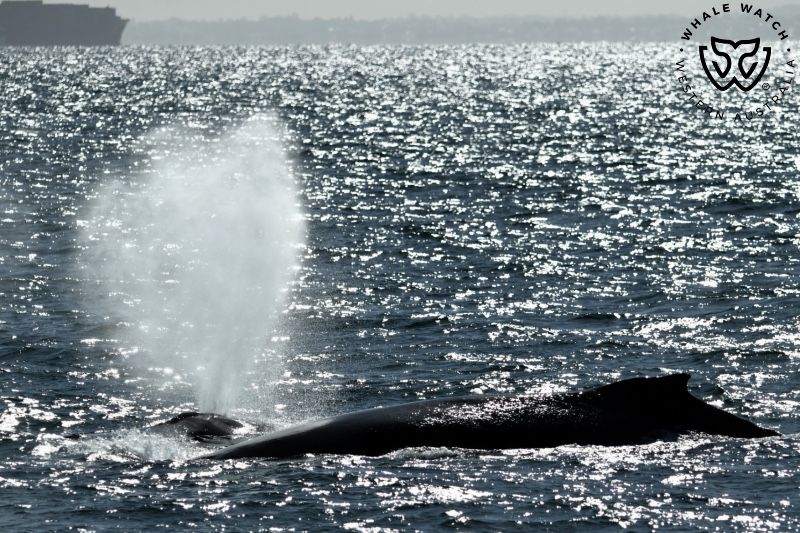 Whale Watch Western Australia