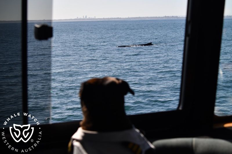 Whale Watch Western Australia