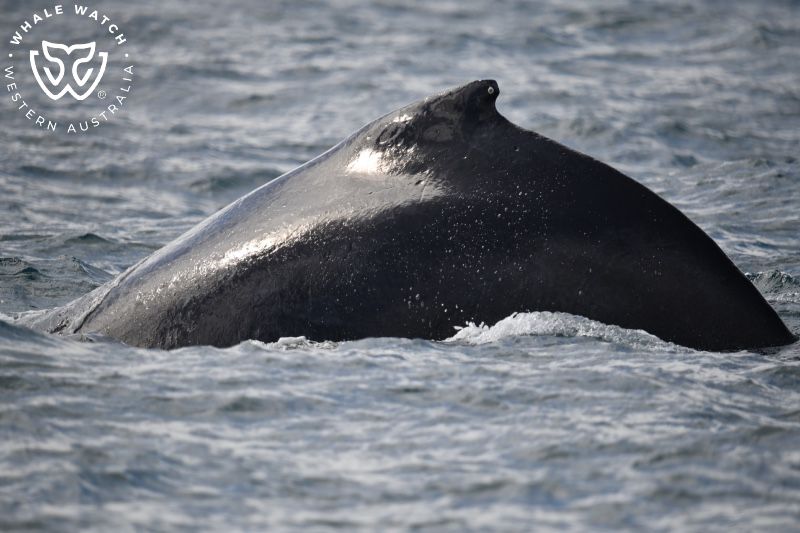 Whale Watch Western Australia