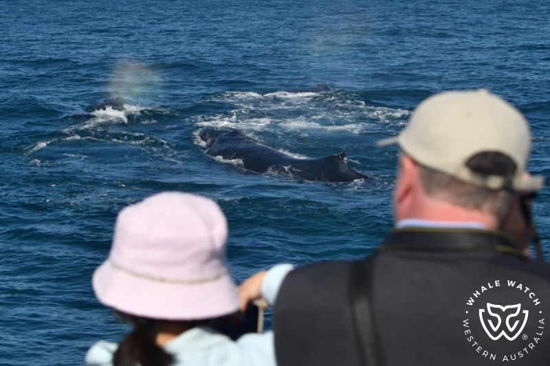 Whale Watch Western Australia