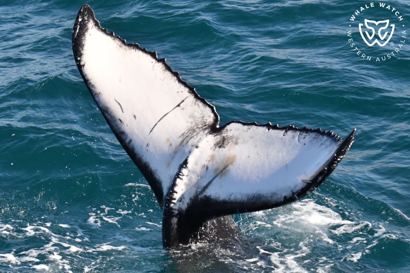 Whale Watch Western Australia