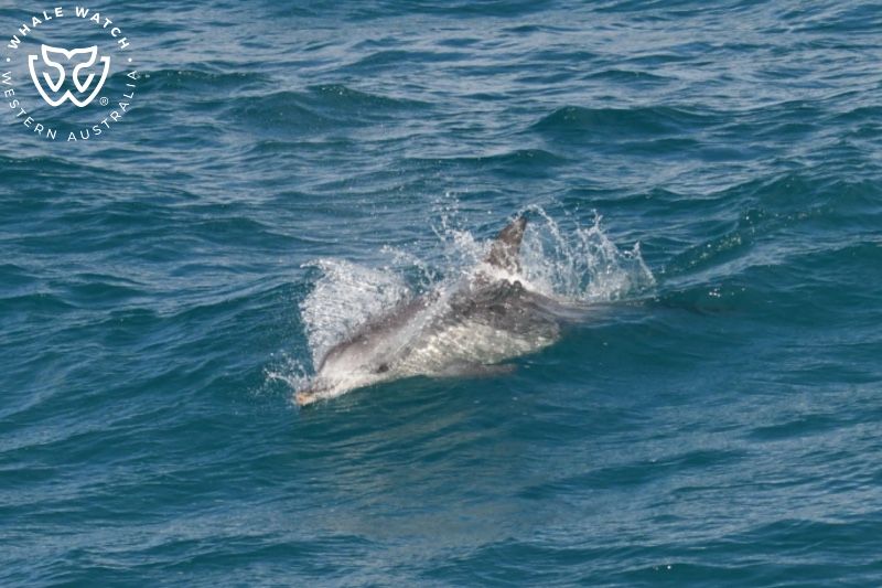Whale Watch Western Australia