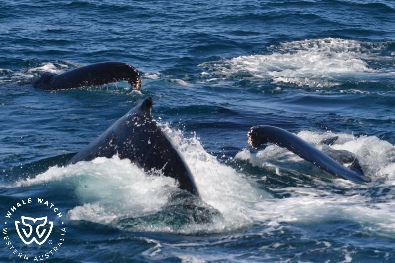 Whale Watch Western Australia