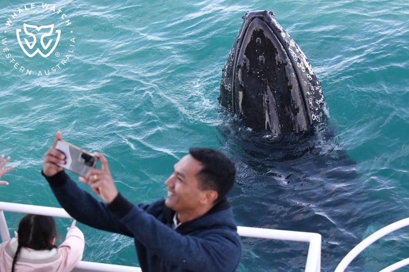 Whale Watch Western Australia